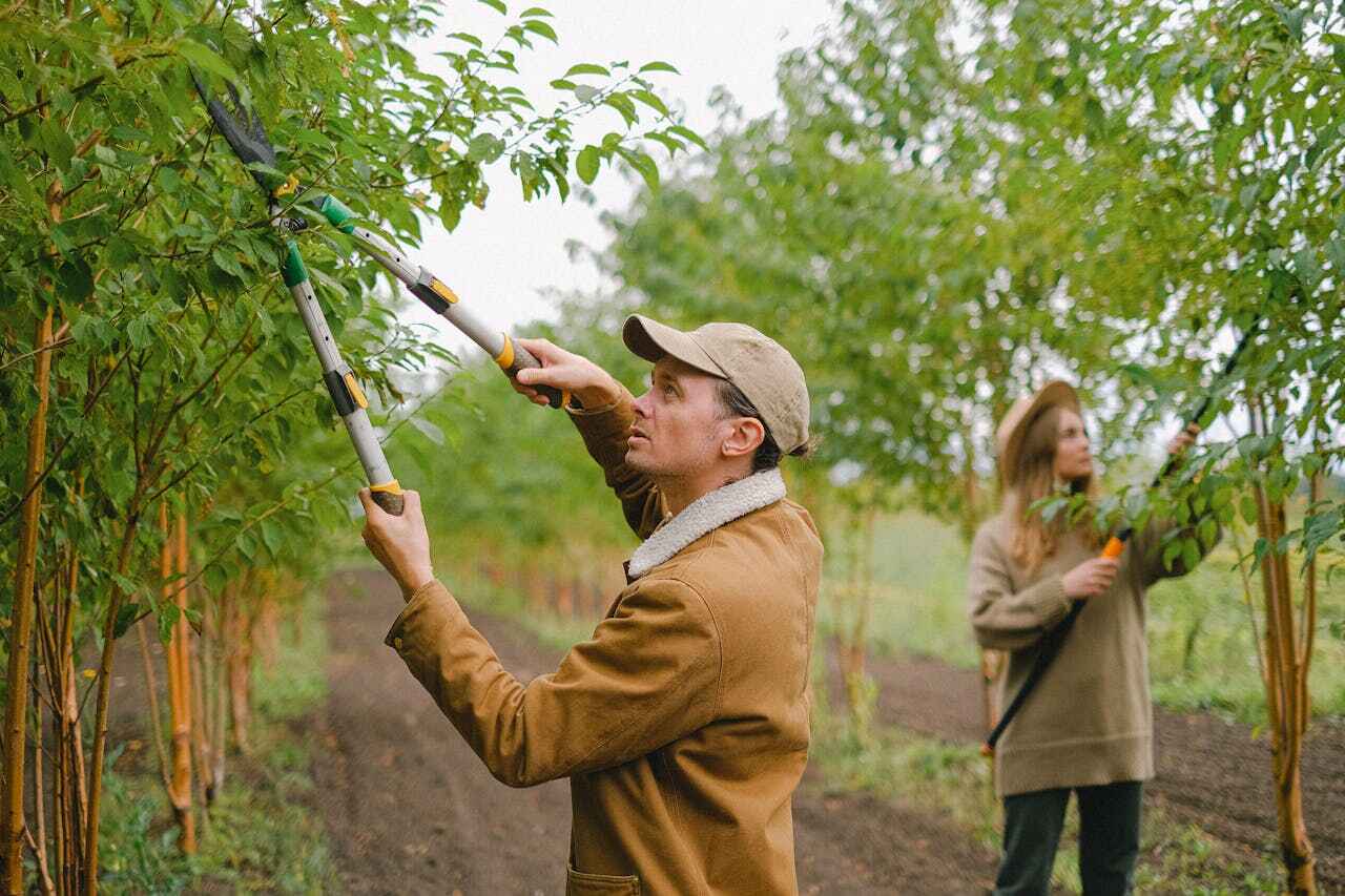 Tree Health Inspection in Lucedale, MS